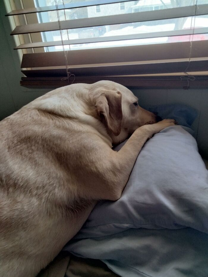 Hey Pandas, Can I Have Some Photos Of Your Animals? (Closed) Hey Pandas, Can I Have Some Photos Of Your Animals? (Closed)