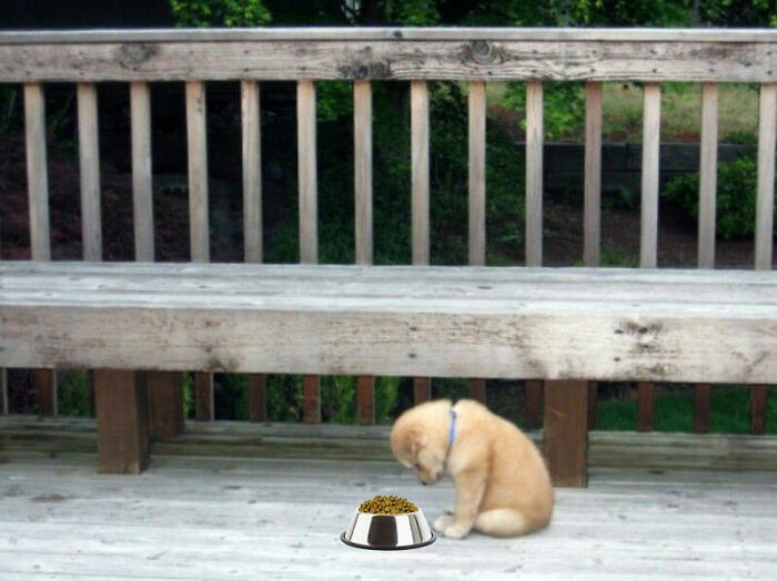 Hey Pandas, Photoshop This Sad Dog To Make It Look Happy Again (Closed)