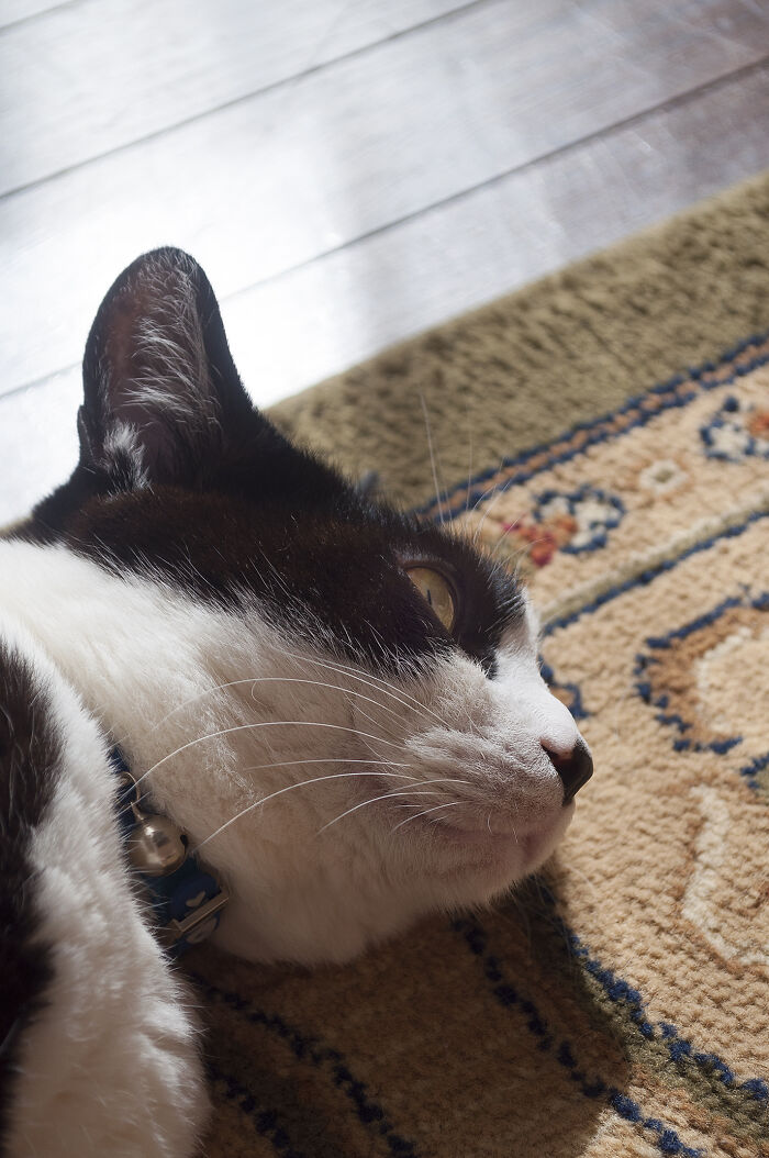 Our Little Black And White Stray Cat Started Life As A Piano, And Now He’s A Tuxedo. The Story Of TJ; The Cat No One Wanted Our Little Black And White Stray Cat Started Life As A Piano, And Now He’s A Tuxedo. The Story Of TJ; The Cat No One Wanted