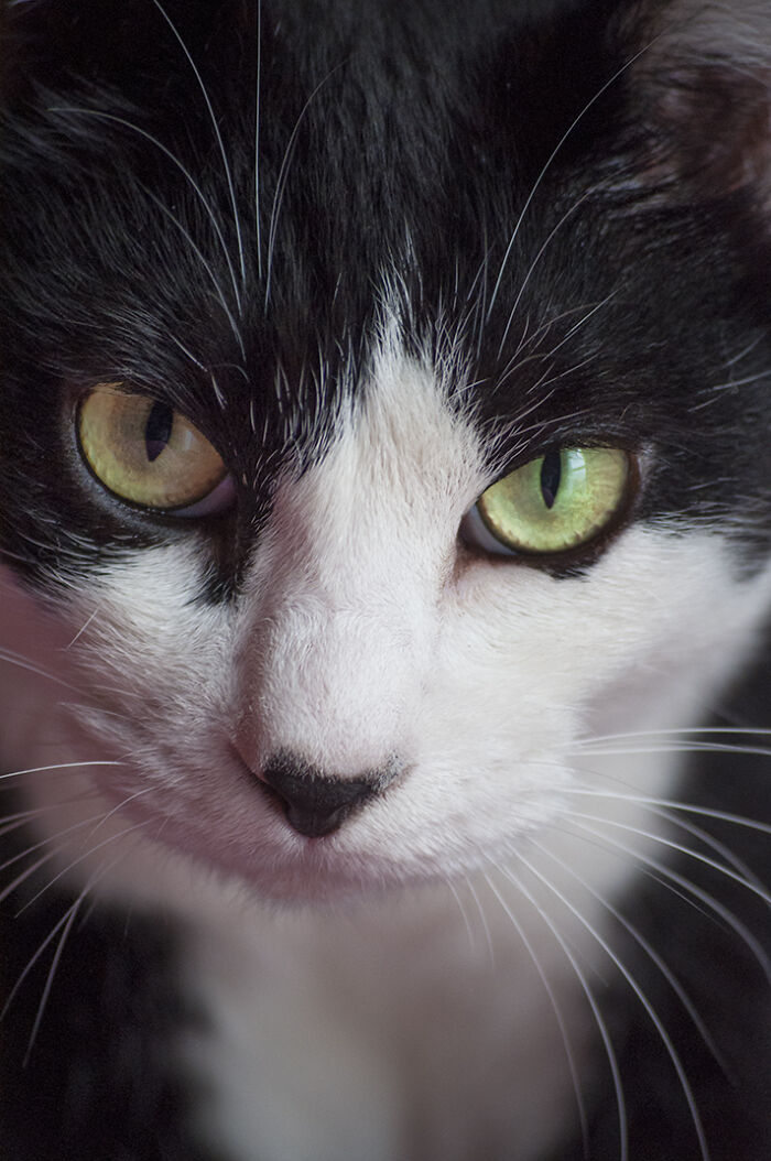 Our Little Black And White Stray Cat Started Life As A Piano, And Now He’s A Tuxedo. The Story Of TJ; The Cat No One Wanted Our Little Black And White Stray Cat Started Life As A Piano, And Now He’s A Tuxedo. The Story Of TJ; The Cat No One Wanted