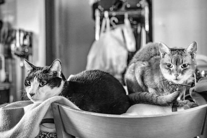 Our Little Black And White Stray Cat Started Life As A Piano, And Now He’s A Tuxedo. The Story Of TJ; The Cat No One Wanted Our Little Black And White Stray Cat Started Life As A Piano, And Now He’s A Tuxedo. The Story Of TJ; The Cat No One Wanted