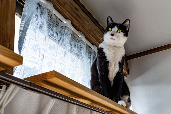 Our Little Black And White Stray Cat Started Life As A Piano, And Now He’s A Tuxedo. The Story Of TJ; The Cat No One Wanted Our Little Black And White Stray Cat Started Life As A Piano, And Now He’s A Tuxedo. The Story Of TJ; The Cat No One Wanted