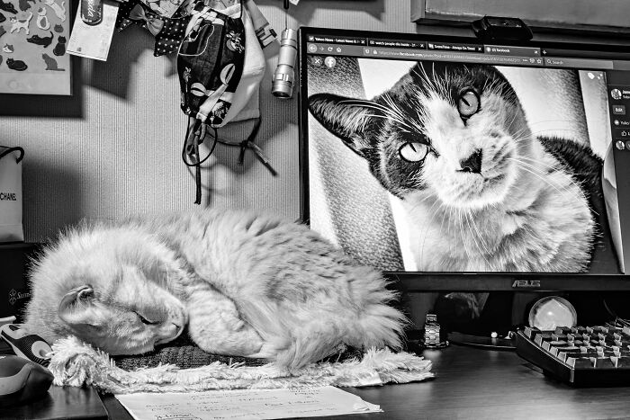 Our Little Black And White Stray Cat Started Life As A Piano, And Now He’s A Tuxedo. The Story Of TJ; The Cat No One Wanted Our Little Black And White Stray Cat Started Life As A Piano, And Now He’s A Tuxedo. The Story Of TJ; The Cat No One Wanted