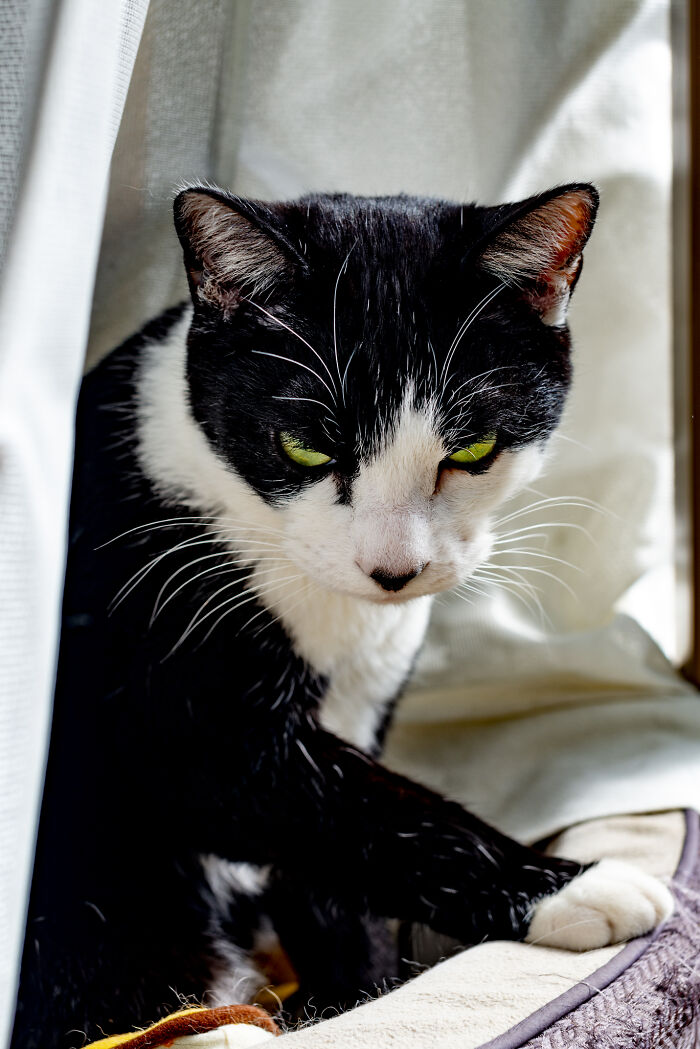 Our Little Black And White Stray Cat Started Life As A Piano, And Now He’s A Tuxedo. The Story Of TJ; The Cat No One Wanted Our Little Black And White Stray Cat Started Life As A Piano, And Now He’s A Tuxedo. The Story Of TJ; The Cat No One Wanted