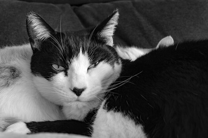 Our Little Black And White Stray Cat Started Life As A Piano, And Now He’s A Tuxedo. The Story Of TJ; The Cat No One Wanted Our Little Black And White Stray Cat Started Life As A Piano, And Now He’s A Tuxedo. The Story Of TJ; The Cat No One Wanted