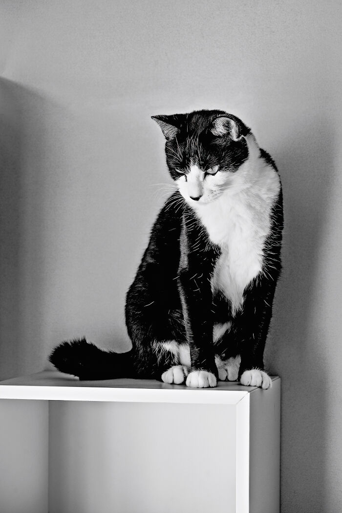 Our Little Black And White Stray Cat Started Life As A Piano, And Now He’s A Tuxedo. The Story Of TJ; The Cat No One Wanted Our Little Black And White Stray Cat Started Life As A Piano, And Now He’s A Tuxedo. The Story Of TJ; The Cat No One Wanted