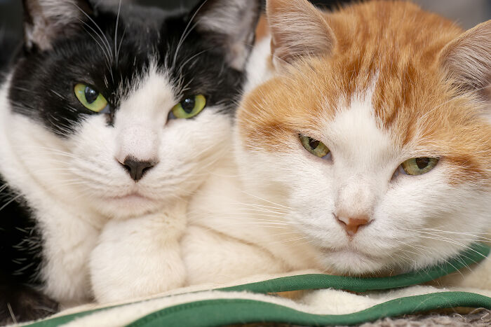 Our Little Black And White Stray Cat Started Life As A Piano, And Now He’s A Tuxedo. The Story Of TJ; The Cat No One Wanted Our Little Black And White Stray Cat Started Life As A Piano, And Now He’s A Tuxedo. The Story Of TJ; The Cat No One Wanted