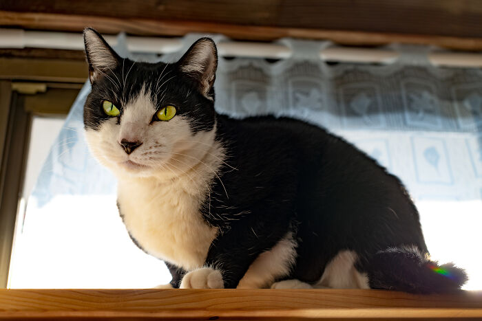 Our Little Black And White Stray Cat Started Life As A Piano, And Now He’s A Tuxedo. The Story Of TJ; The Cat No One Wanted Our Little Black And White Stray Cat Started Life As A Piano, And Now He’s A Tuxedo. The Story Of TJ; The Cat No One Wanted