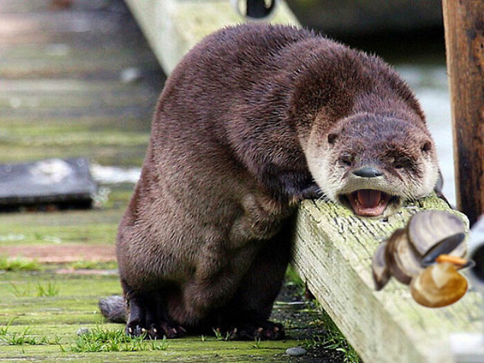 Hey Pandas, Can You Make This Otter Happy? (Closed)