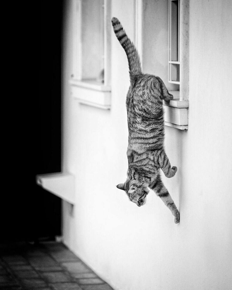 Cats Love Windows, Here Are My 60 Photos That Capture That Cats Love Windows, Here Are My 60 Photos That Capture That