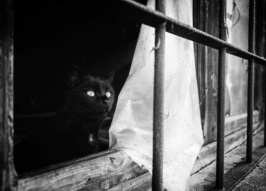 Cats Love Windows, Here Are My 60 Photos That Capture That Cats Love Windows, Here Are My 60 Photos That Capture That