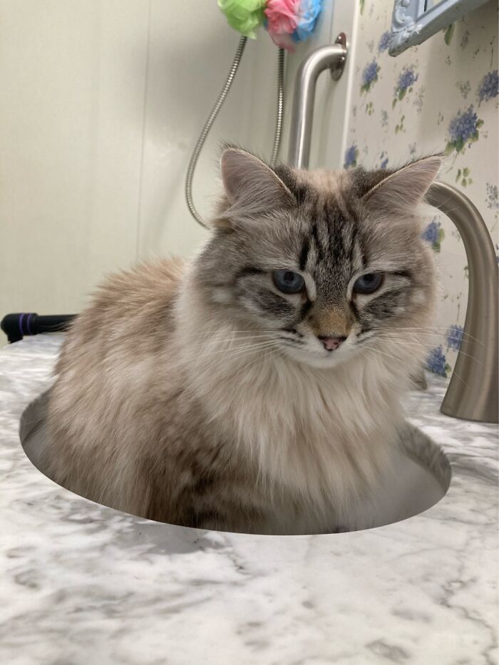 Hey Pandas, Post A Photo Of Your Pet Being A Weirdo (Closed) Hey Pandas, Post A Photo Of Your Pet Being A Weirdo (Closed)