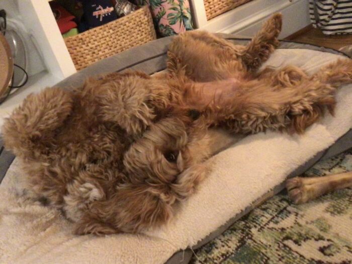 Hey Pandas, Post A Photo Of Your Pet Being A Weirdo (Closed) Hey Pandas, Post A Photo Of Your Pet Being A Weirdo (Closed)