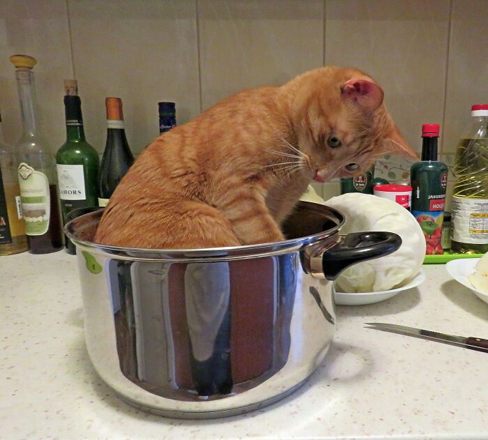 Hey Pandas, Post A Photo Of Your Pet Being A Weirdo (Closed) Hey Pandas, Post A Photo Of Your Pet Being A Weirdo (Closed)