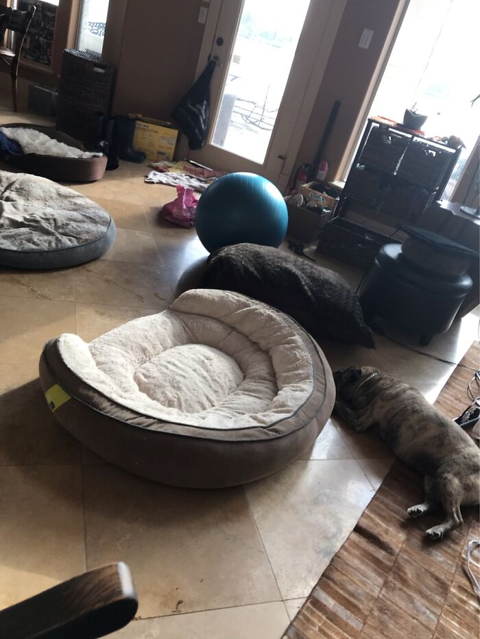 Hey Pandas, Post A Photo Of Your Pet Being A Weirdo (Closed) Hey Pandas, Post A Photo Of Your Pet Being A Weirdo (Closed)