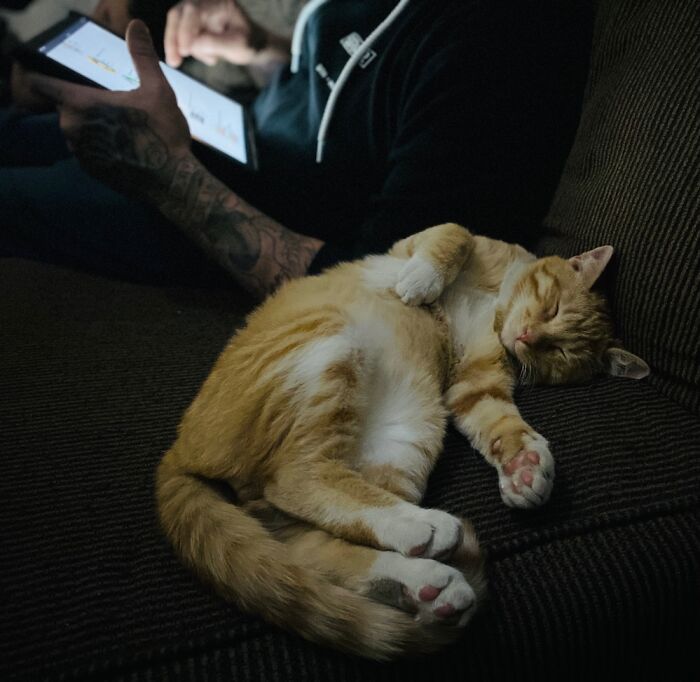 Hey Pandas, Post A Photo Of Your Pet Being A Weirdo (Closed) Hey Pandas, Post A Photo Of Your Pet Being A Weirdo (Closed)