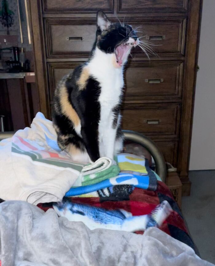 Hey Pandas, Post A Photo Of Your Pet Being A Weirdo (Closed) Hey Pandas, Post A Photo Of Your Pet Being A Weirdo (Closed)