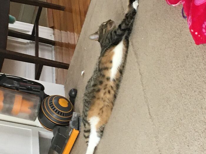 Hey Pandas, Post A Photo Of Your Pet Being A Weirdo (Closed) Hey Pandas, Post A Photo Of Your Pet Being A Weirdo (Closed)