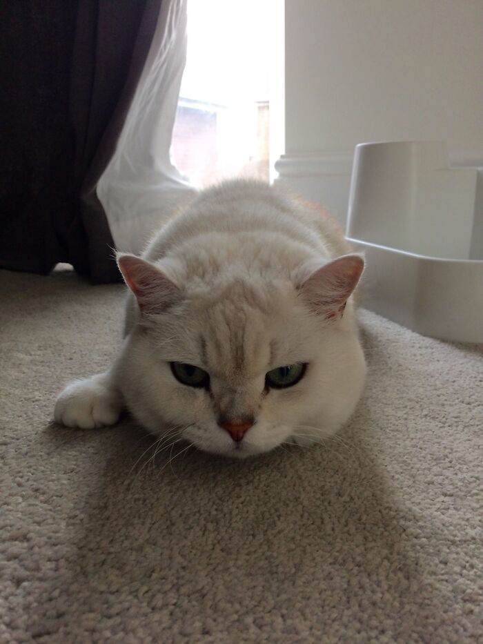 Hey Pandas, Post A Photo Of Your Pet Being A Weirdo (Closed) Hey Pandas, Post A Photo Of Your Pet Being A Weirdo (Closed)