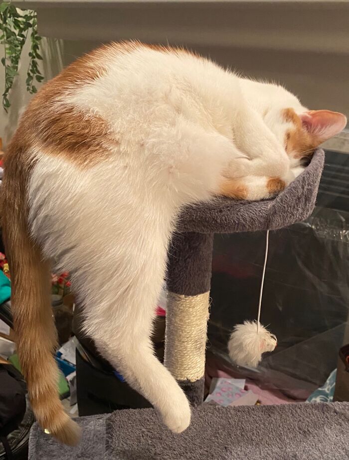 Hey Pandas, Post A Photo Of Your Pet Being A Weirdo (Closed) Hey Pandas, Post A Photo Of Your Pet Being A Weirdo (Closed)