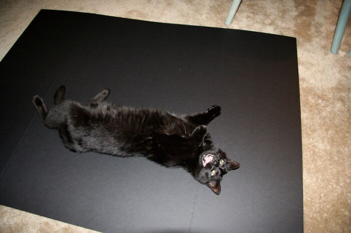 Hey Pandas, Post A Photo Of Your Pet Being A Weirdo (Closed) Hey Pandas, Post A Photo Of Your Pet Being A Weirdo (Closed)