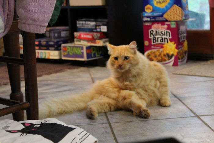 Hey Pandas, Post A Photo Of Your Pet Being A Weirdo (Closed) Hey Pandas, Post A Photo Of Your Pet Being A Weirdo (Closed)