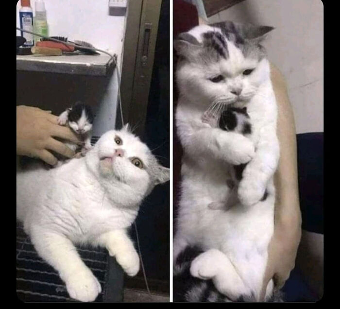 50 Most Wholesome Rescue Pet Photos Of The Month (February Edition) 50 Most Wholesome Rescue Pet Photos Of The Month (February Edition)