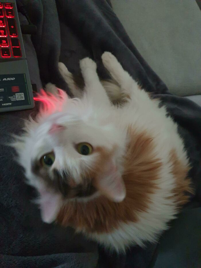 50 Most Wholesome Rescue Pet Photos Of The Month (February Edition) 50 Most Wholesome Rescue Pet Photos Of The Month (February Edition)