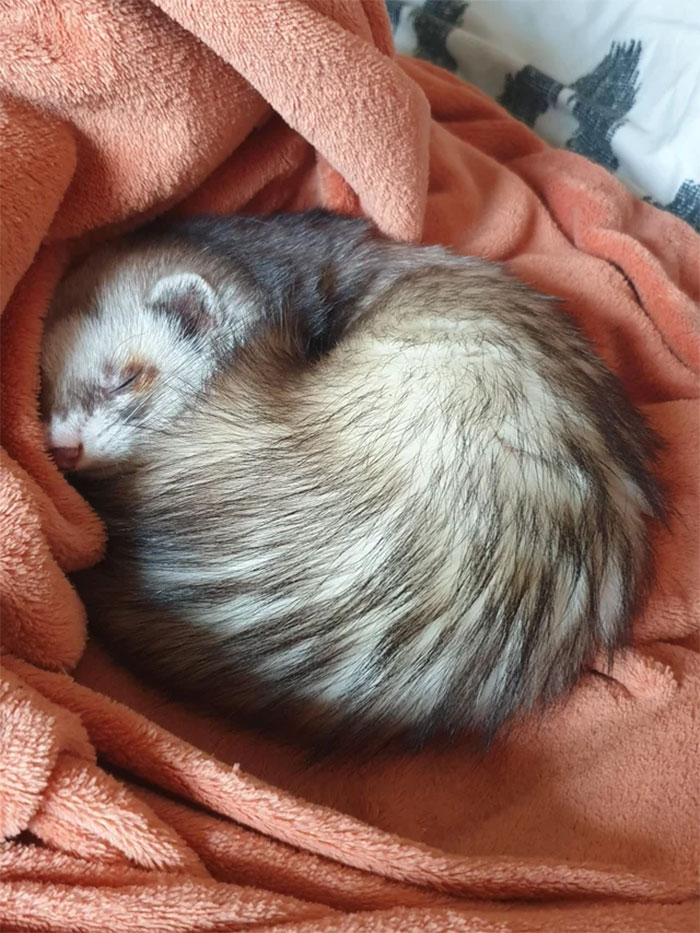 50 Most Wholesome Rescue Pet Photos Of The Month (February Edition) 50 Most Wholesome Rescue Pet Photos Of The Month (February Edition)