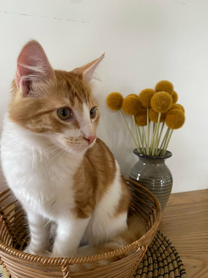 50 Most Wholesome Rescue Pet Photos Of The Month (February Edition) 50 Most Wholesome Rescue Pet Photos Of The Month (February Edition)