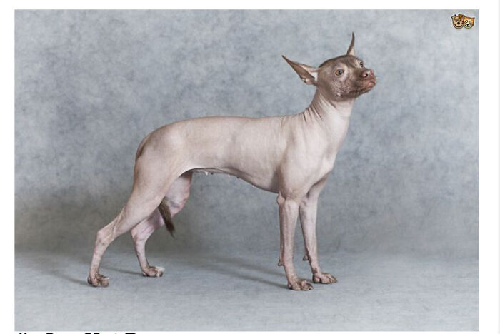 Hey Pandas, Make Him Cute, Even Though He Already Is (Closed)