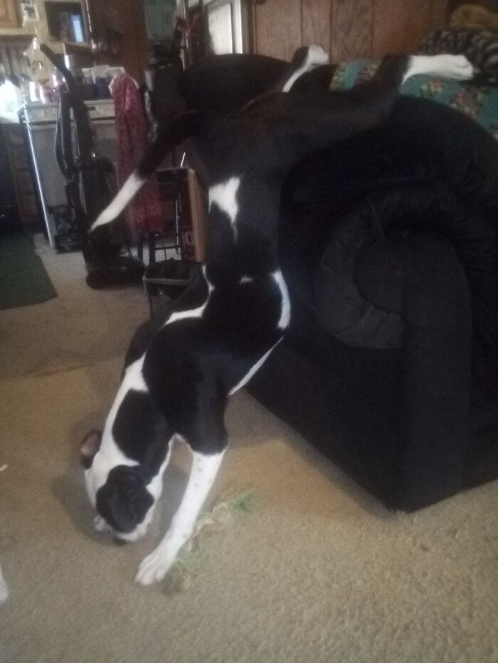 Hey Pandas, Post A Pic Of Your Pets Doing Something Silly (Closed) Hey Pandas, Post A Pic Of Your Pets Doing Something Silly (Closed)