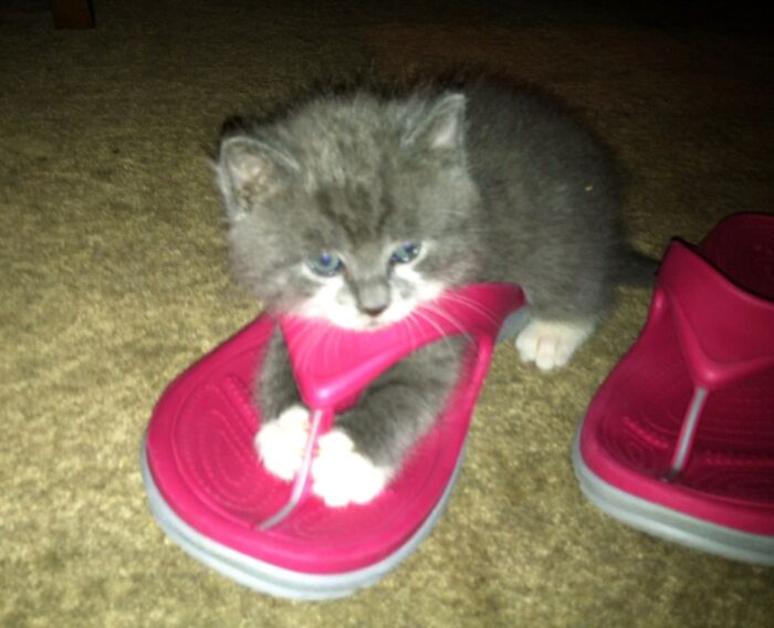 Hey Pandas, Post A Pic Of Your Pets Doing Something Silly (Closed) Hey Pandas, Post A Pic Of Your Pets Doing Something Silly (Closed)