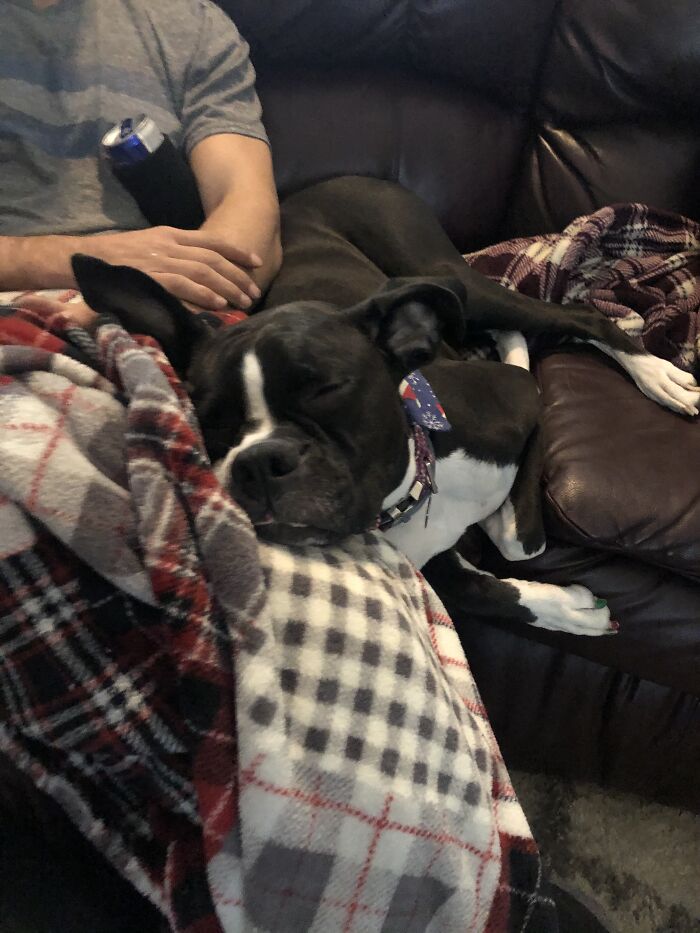 Hey Pandas, Post A Pic Of Your Pets Doing Something Silly (Closed) Hey Pandas, Post A Pic Of Your Pets Doing Something Silly (Closed)