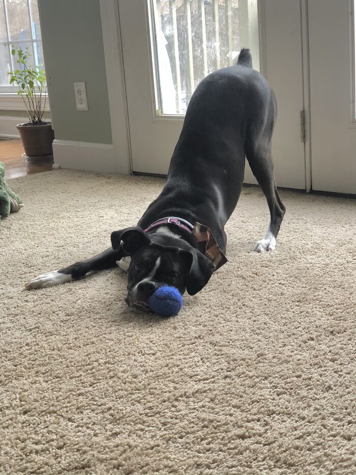 Hey Pandas, Post A Pic Of Your Pets Doing Something Silly (Closed) Hey Pandas, Post A Pic Of Your Pets Doing Something Silly (Closed)