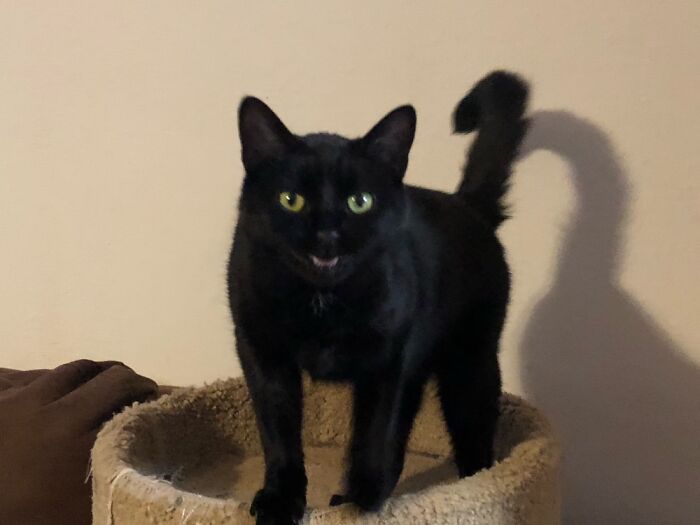 Hey Pandas, Post A Pic Of Your Pets Doing Something Silly (Closed) Hey Pandas, Post A Pic Of Your Pets Doing Something Silly (Closed)