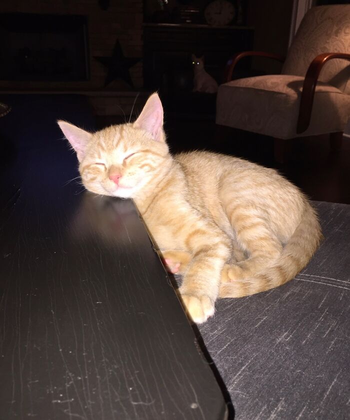 Hey Pandas, Post A Pic Of Your Pets Doing Something Silly (Closed) Hey Pandas, Post A Pic Of Your Pets Doing Something Silly (Closed)