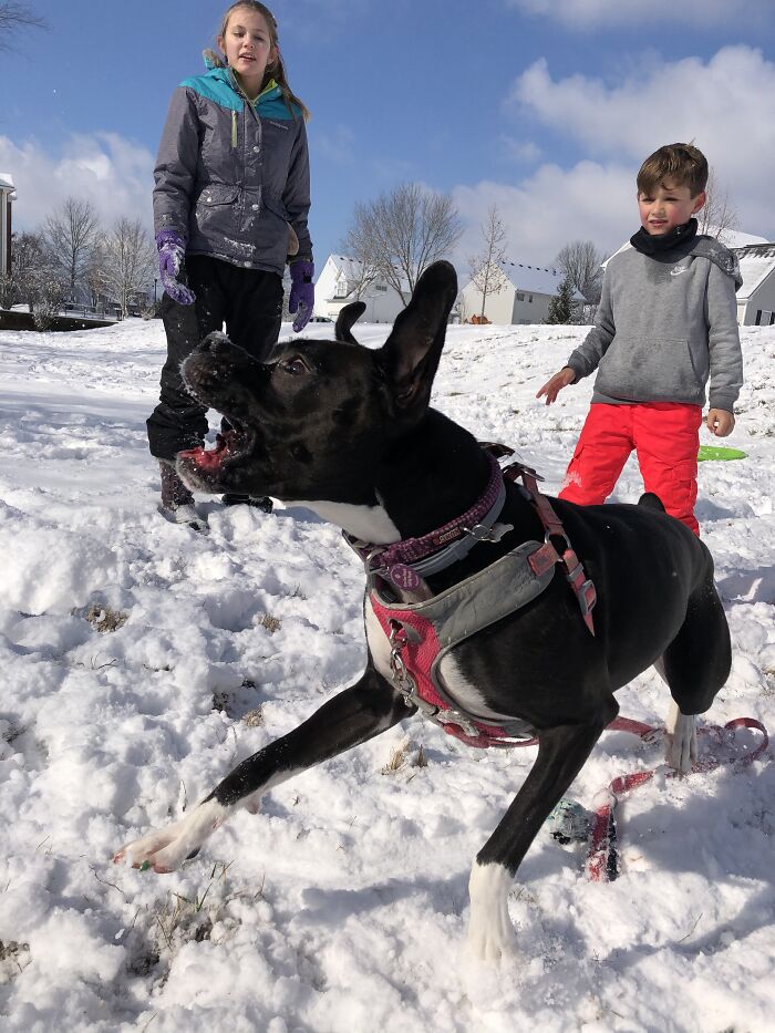 Hey Pandas, Post A Pic Of Your Pets Doing Something Silly (Closed) Hey Pandas, Post A Pic Of Your Pets Doing Something Silly (Closed)