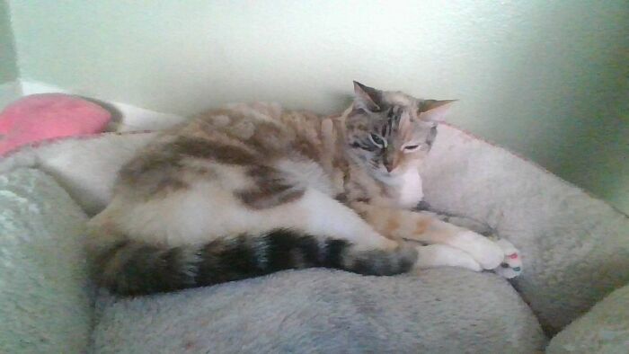 Hey Pandas, Post A Pic Of Your Pets Doing Something Silly (Closed) Hey Pandas, Post A Pic Of Your Pets Doing Something Silly (Closed)