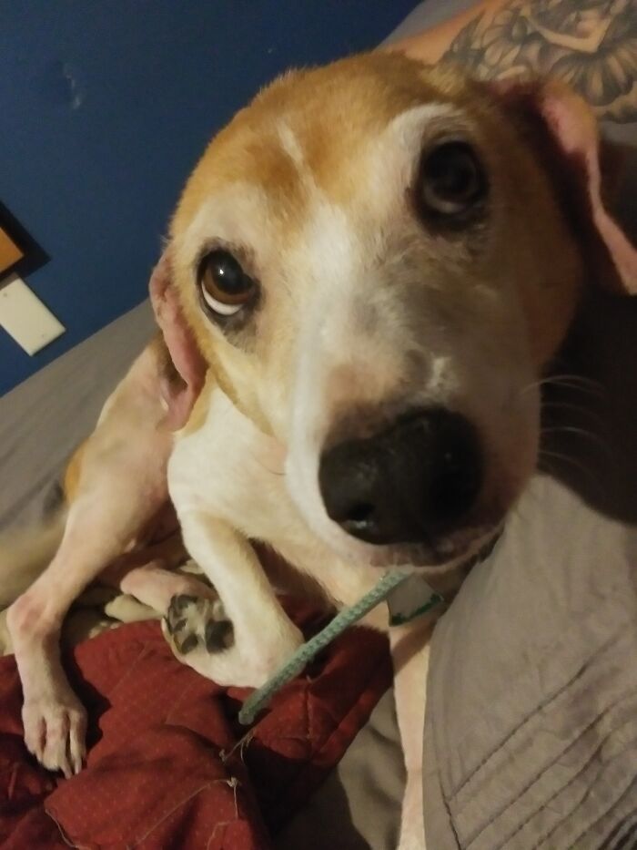 Hey Pandas, Post A Pic Of Your Pets Doing Something Silly (Closed) Hey Pandas, Post A Pic Of Your Pets Doing Something Silly (Closed)