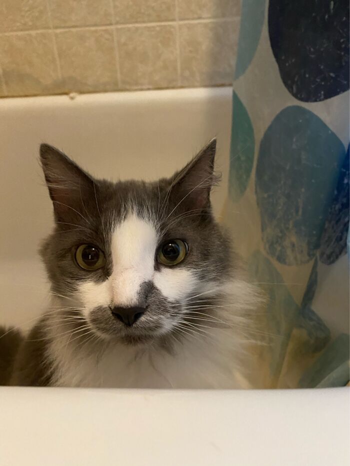 Hey Pandas, Post A Pic Of Your Pets Doing Something Silly (Closed) Hey Pandas, Post A Pic Of Your Pets Doing Something Silly (Closed)