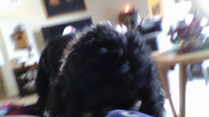 Pandas, Show Me Your Fluffiest Dogs (Closed) Pandas, Show Me Your Fluffiest Dogs (Closed)