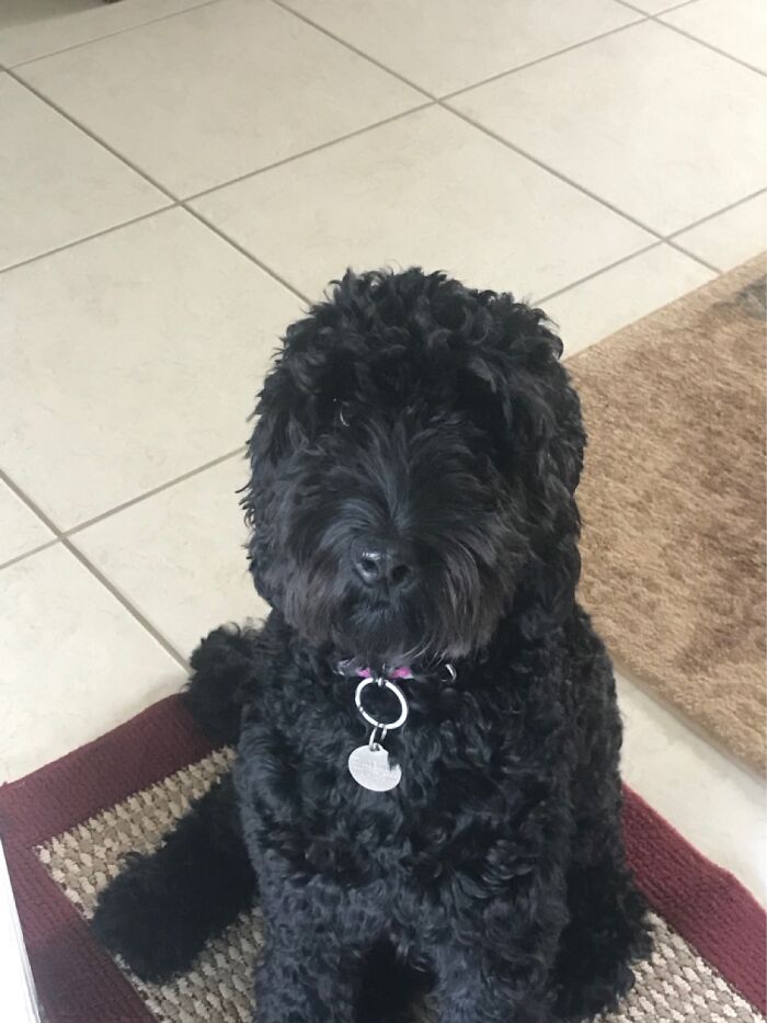 Pandas, Show Me Your Fluffiest Dogs (Closed) Pandas, Show Me Your Fluffiest Dogs (Closed)