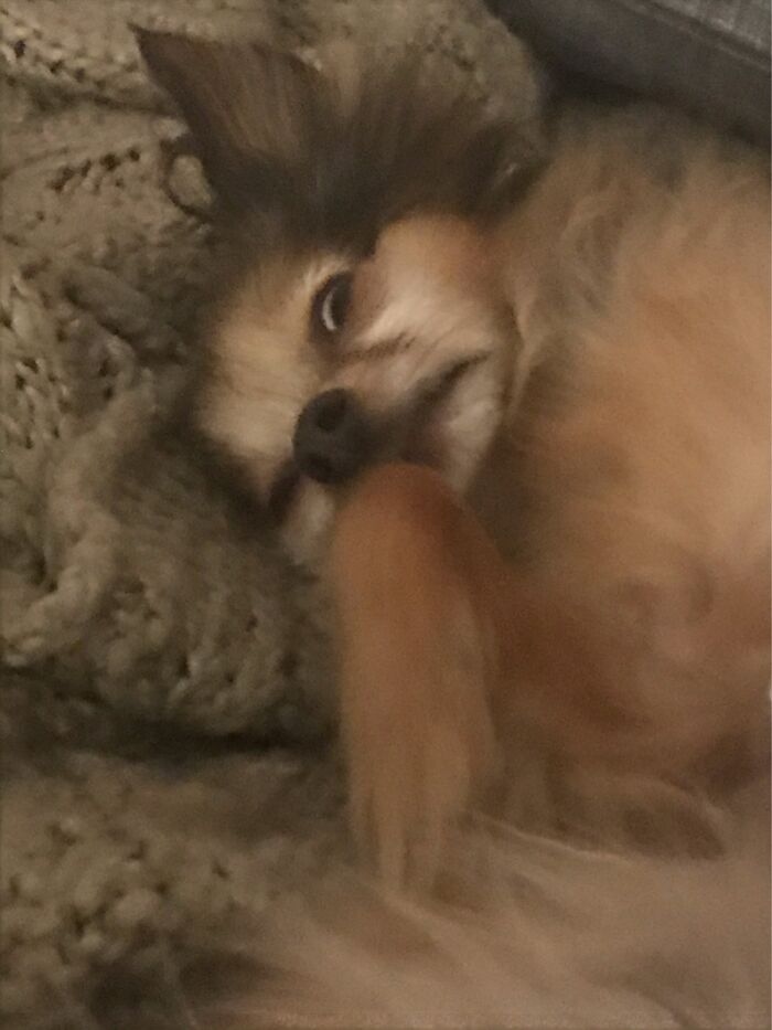 Pandas, Show Me Your Fluffiest Dogs (Closed) Pandas, Show Me Your Fluffiest Dogs (Closed)