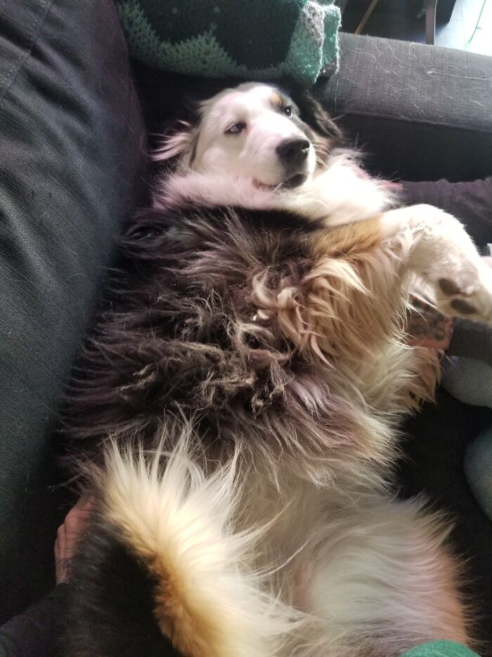 Pandas, Show Me Your Fluffiest Dogs (Closed) Pandas, Show Me Your Fluffiest Dogs (Closed)
