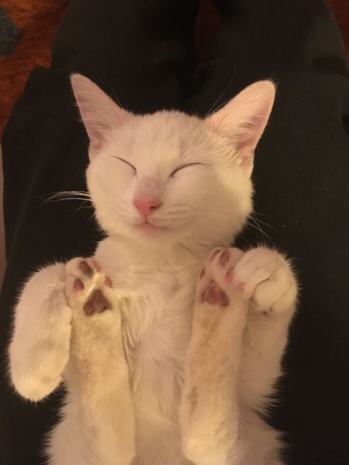 Hey Pandas, Post A Picture Of Your Pet In A Funny Pose (Closed)