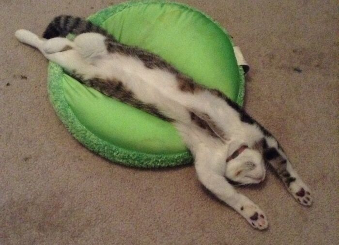 Hey Pandas, Post A Picture Of Your Pet In A Funny Pose (Closed)