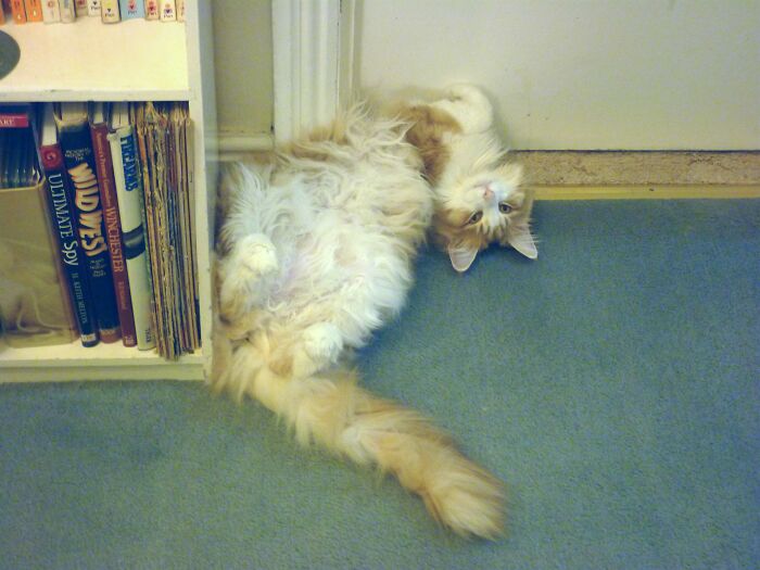 Hey Pandas, Post A Picture Of Your Pet In A Funny Pose (Closed)