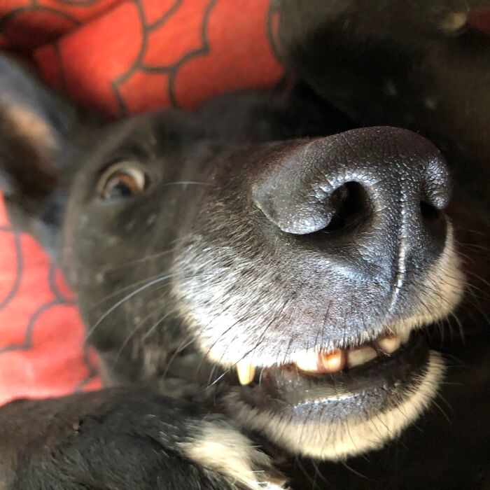 Hey Pandas, Post A Picture Of Your Pet In A Funny Pose (Closed)