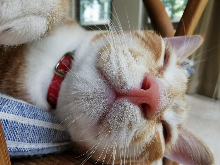 Hey Pandas, Post A Picture Of Your Pet In A Funny Pose (Closed)